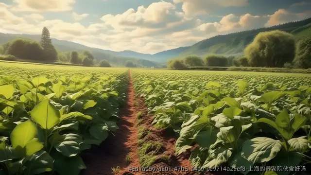 上海的养老院伙食好吗
