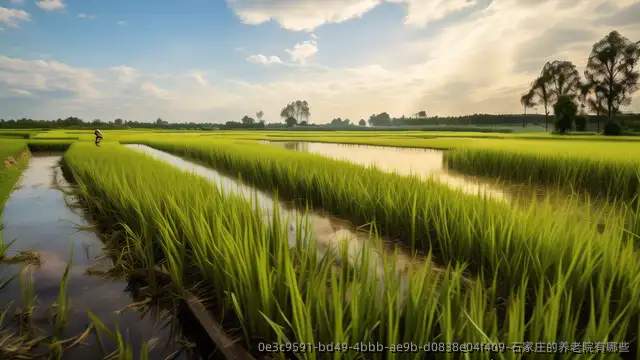 石家庄的养老院有哪些