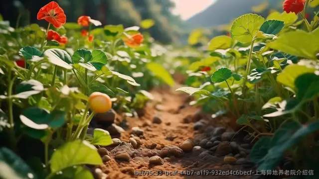 上海异地养老院介绍信