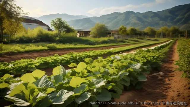 辛集养老院地址